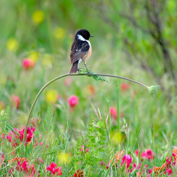 Wildlife Photographer of the Year 2020: la responsabilidad de cuidar la naturaleza 2