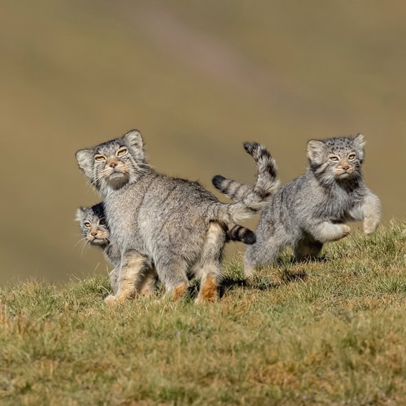 Wildlife Photographer of the Year 2020: la responsabilidad de cuidar la naturaleza 7