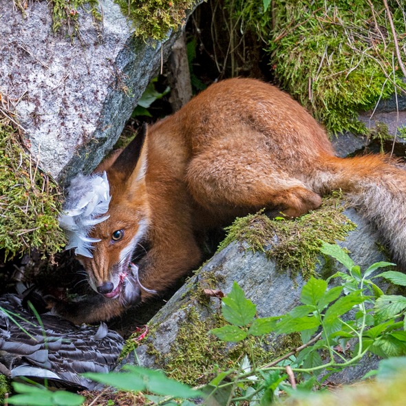Wildlife Photographer of the Year 2020: la responsabilidad de cuidar la naturaleza