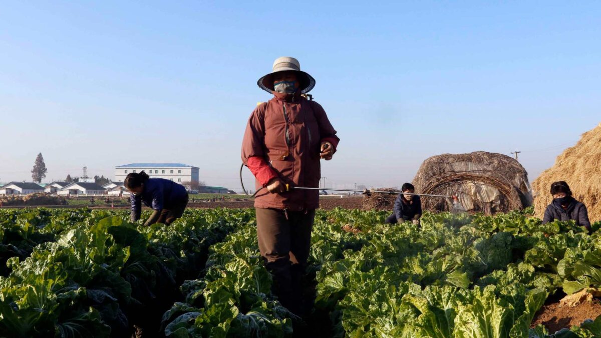 Cómo utilizar plantas y estiércol para extraer minerales de los suelos contaminados