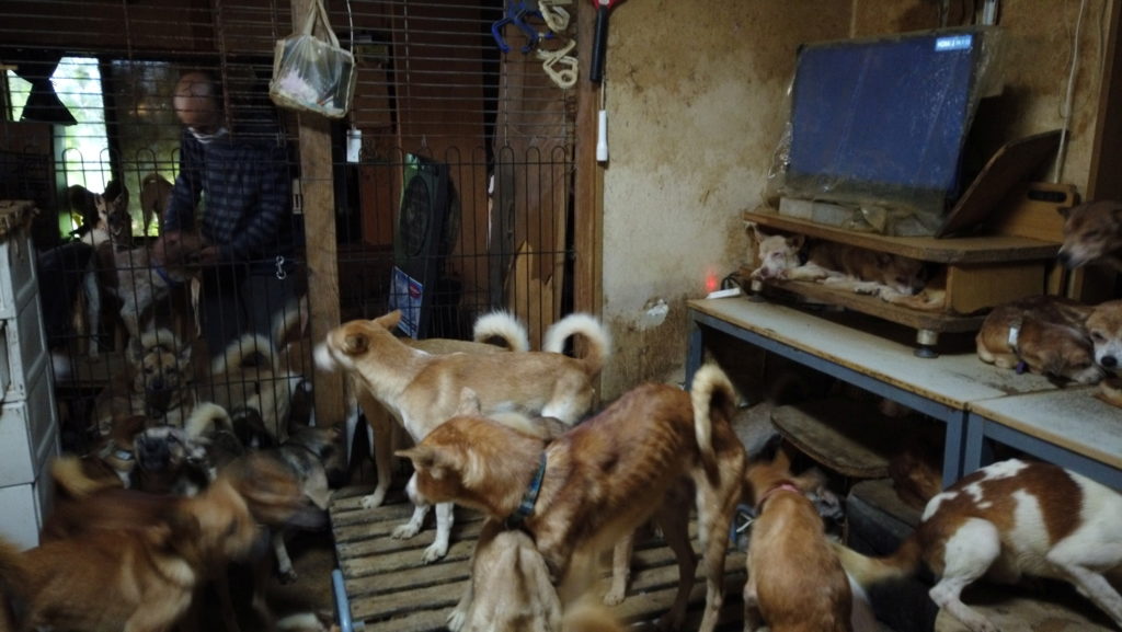 Encuentran una pequeña casa con 164 perros desnutridos 1