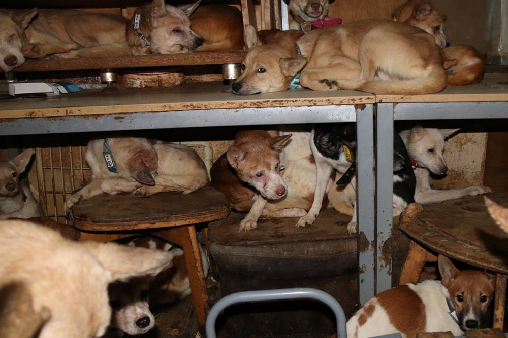 Encuentran una pequeña casa con 164 perros desnutridos