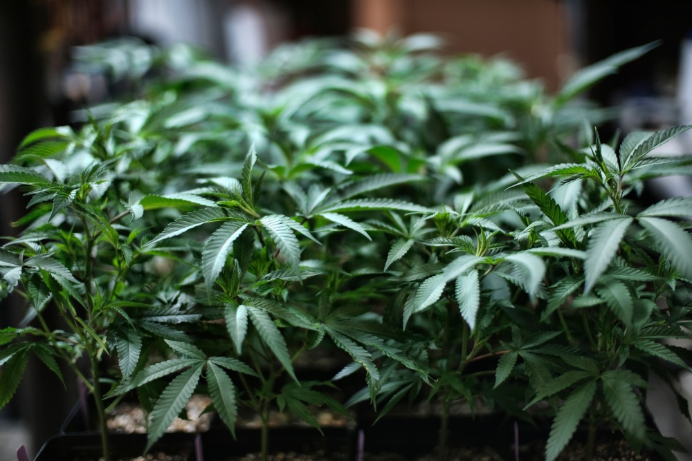 La ONU marca un hito: reconoce oficialmente las propiedades medicinales del cannabis