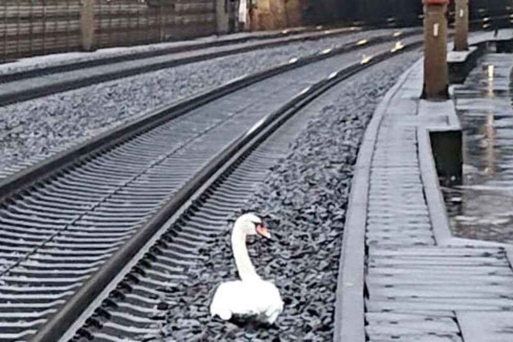 Un cisne interrumpe la circulación ferroviaria para llorar la muerte de su compañero