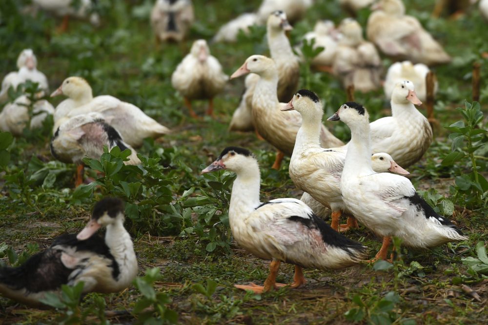 Preocupación en Francia por el aumento de brotes de gripe aviar