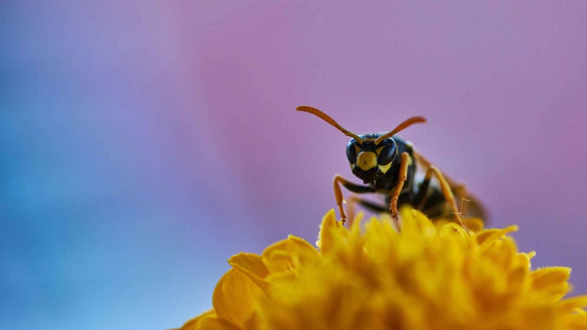 Sin insectos no hay vida: cómo frenar su extinción