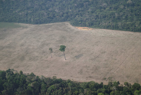 En 13 años se ha deforestado en el mundo un área equivalente a California