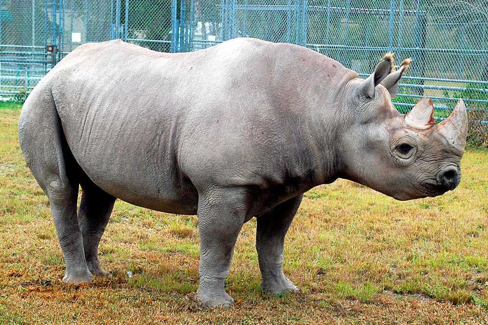 Muere un rinoceronte negro del zoológico de Miami, el más adulto de Norteamérica