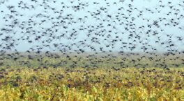 Confirman la presencia de gripe aviar en un parque natural de Gerona