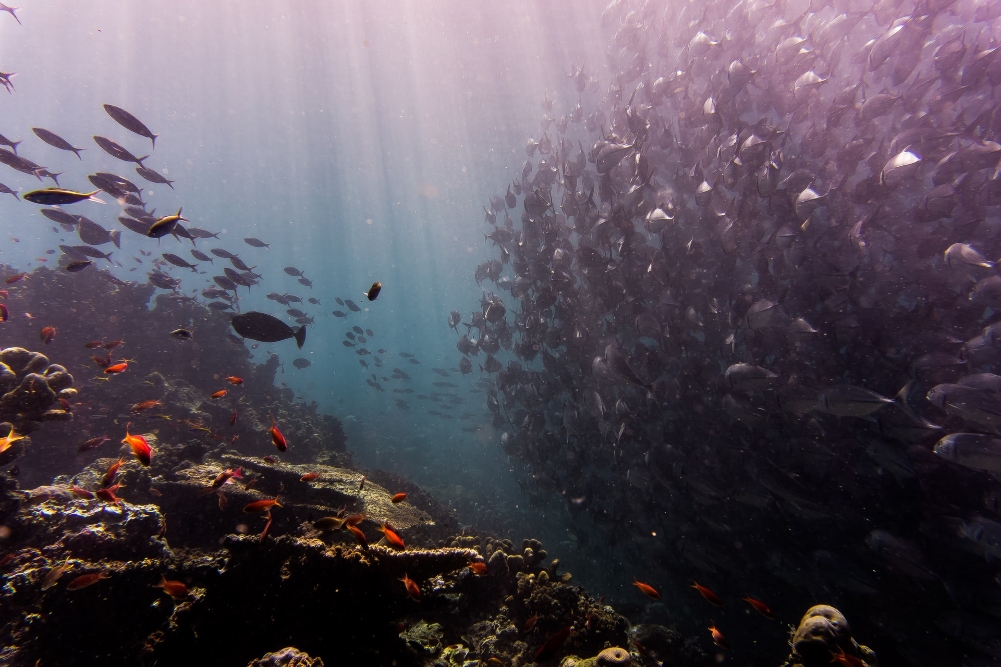 La contaminación acústica producida por el hombre también afecta a la vida de los océanos