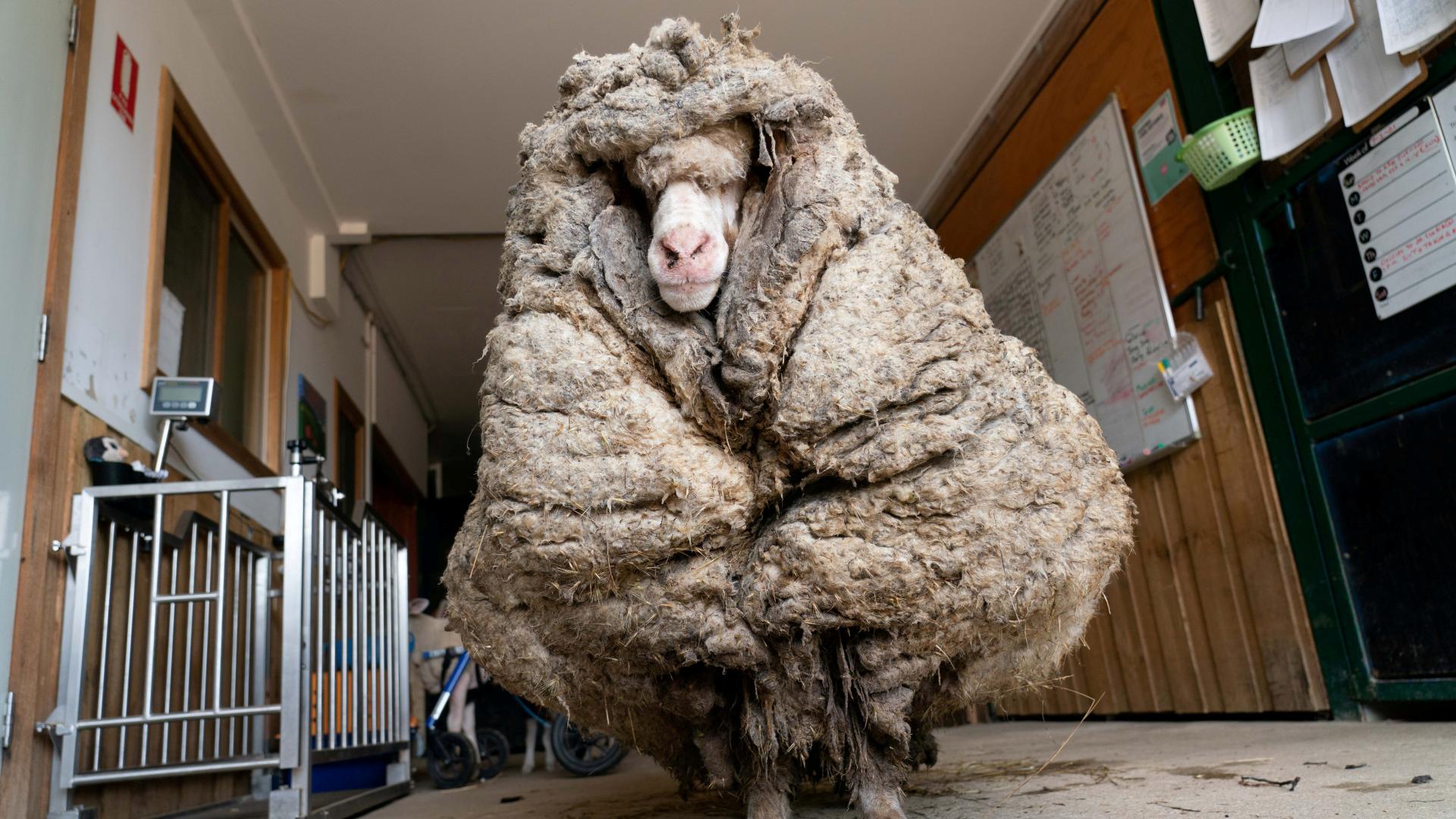 Así es Baarack, la oveja 'fugitiva' con 35 kilos de lana