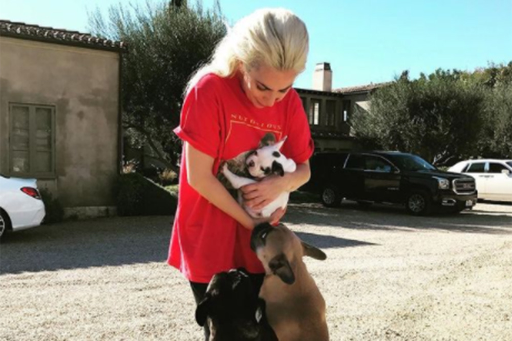 Roban dos bulldog al paseador de perros de Lady Gaga, que ofrece 500.000$ a quien los recupere