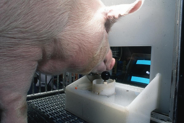 Los cerdos pueden jugar a los videojuegos y eso tiene implicaciones sobre cómo los tratamos