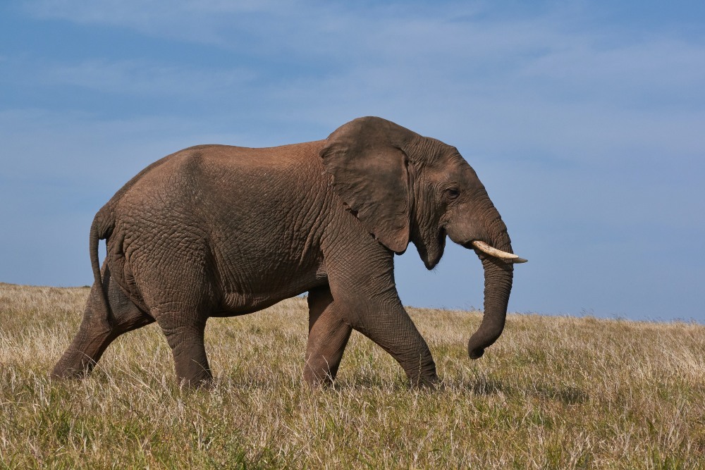 Muere un trabajador del Parque de la Naturaleza de Cabárceno al golpearle una elefanta con su trompa