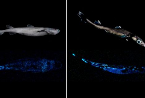 Científicos encuentran en Nueva Zelanda el tiburón luminoso más grande del mundo