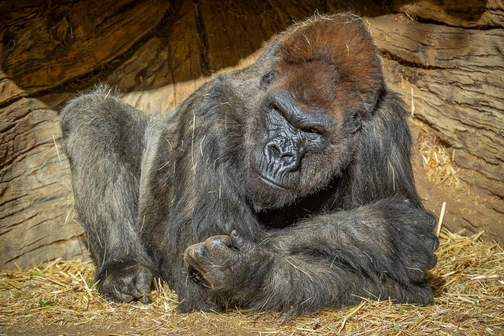 Nueve simios de un zoológico de EEUU, los primeros animales en recibir la vacuna contra el coronavirus