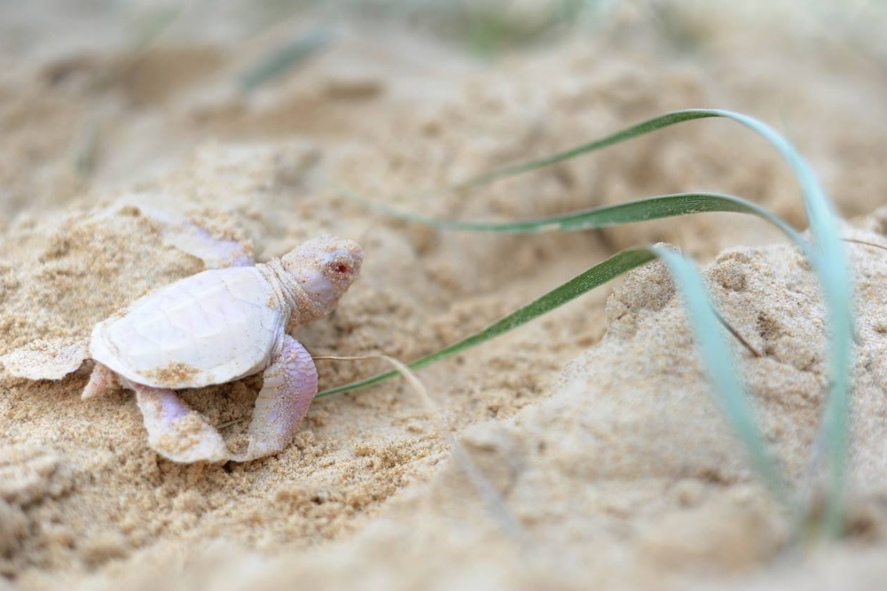 Una cría de tortuga albina avistada en Australia se enfrenta a una batalla por sobrevivir