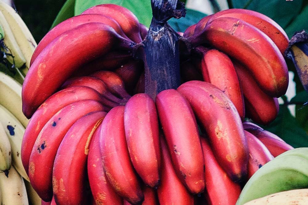 El plátano rojo que sabe a frambuesa llega a la península
