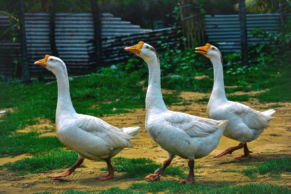 Reino Unido considera prohibir la importación de foie gras