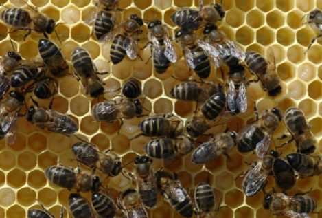 La abeja obrera