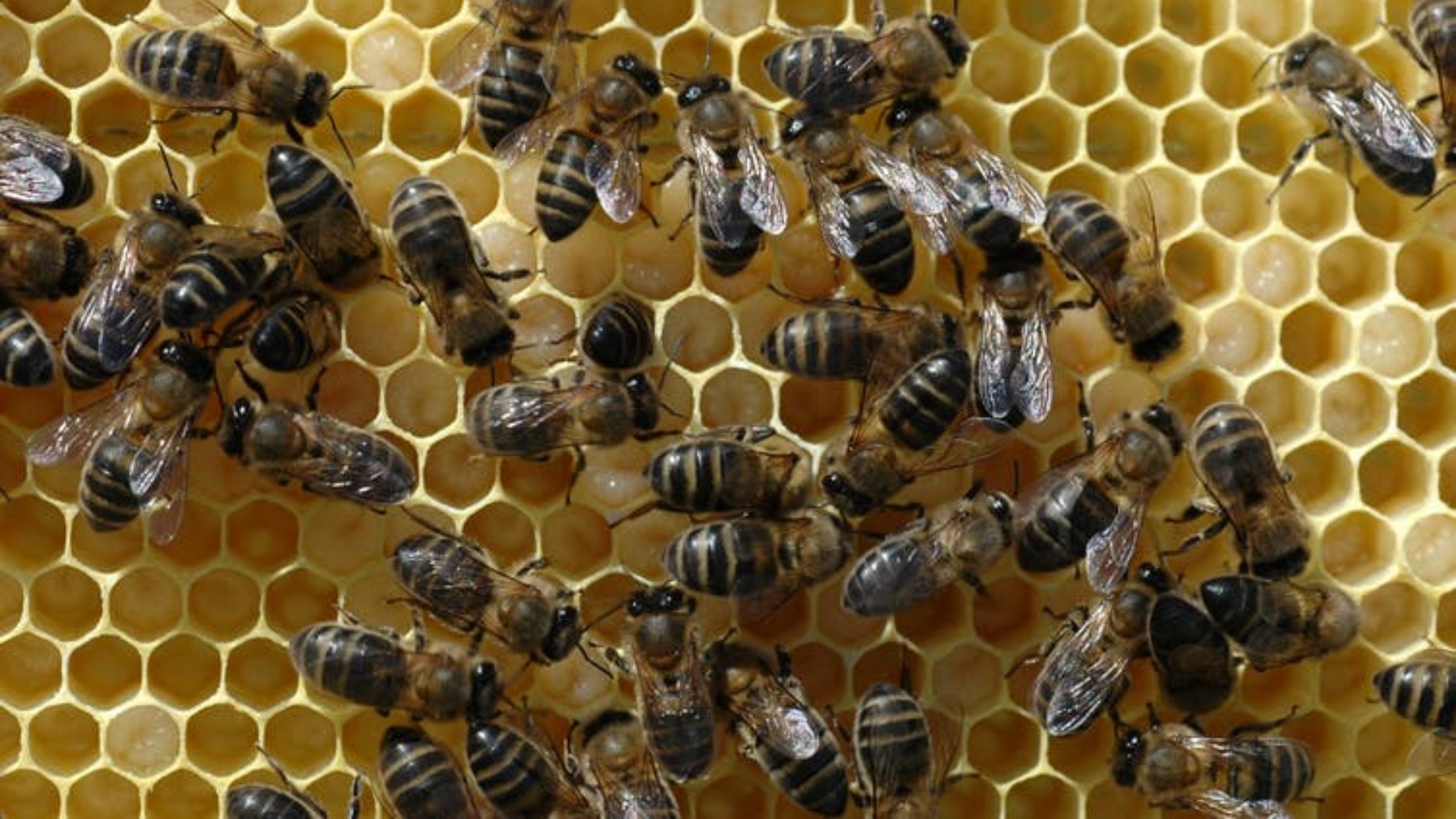 La abeja obrera