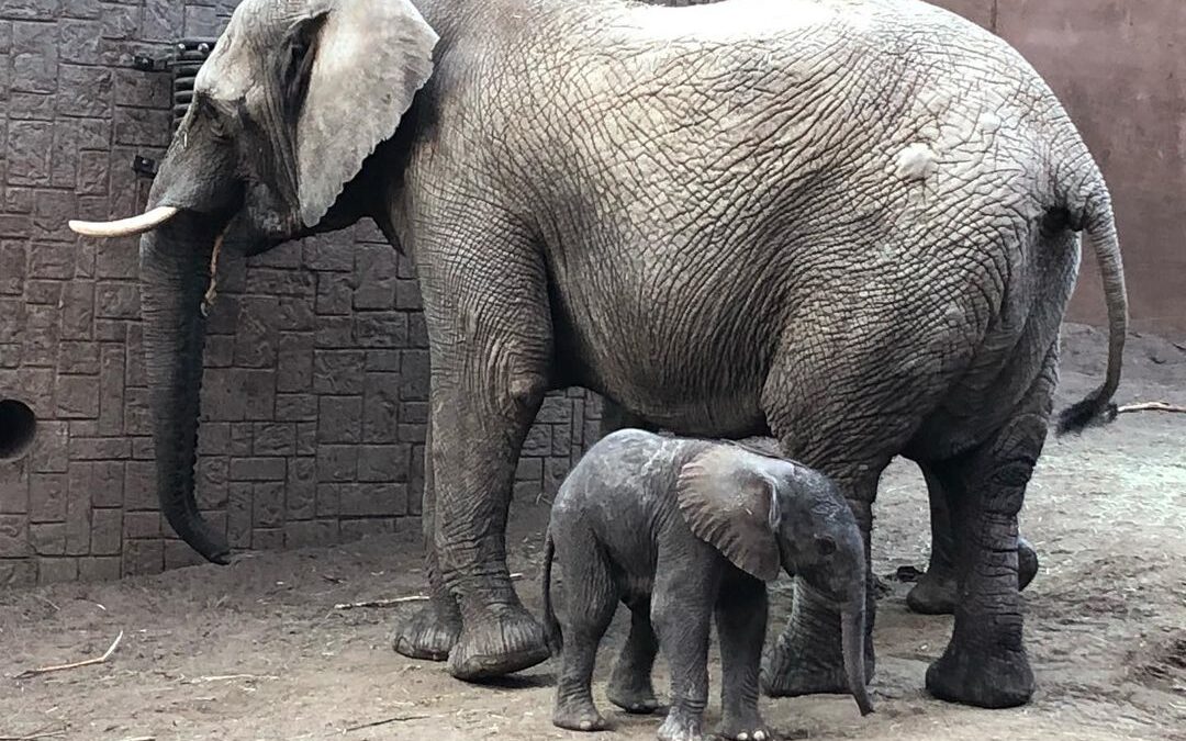 Muere una cría de elefante tras ser rechazada por su familia en un zoo de Suecia