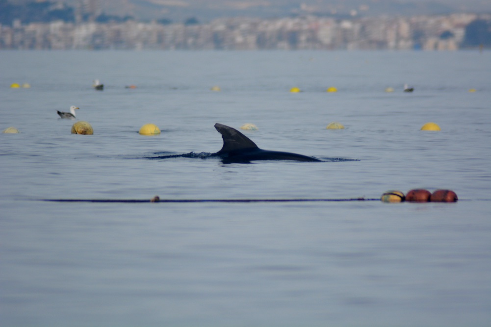 Liberados dos delfines atrapados en una red de pesca  en Cartagena