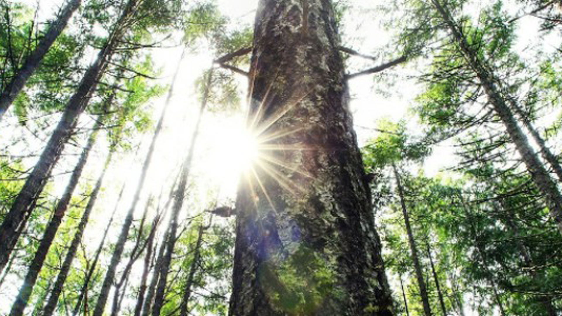 Reencarnarse en un árbol: una alternativa (sostenible) al cementerio