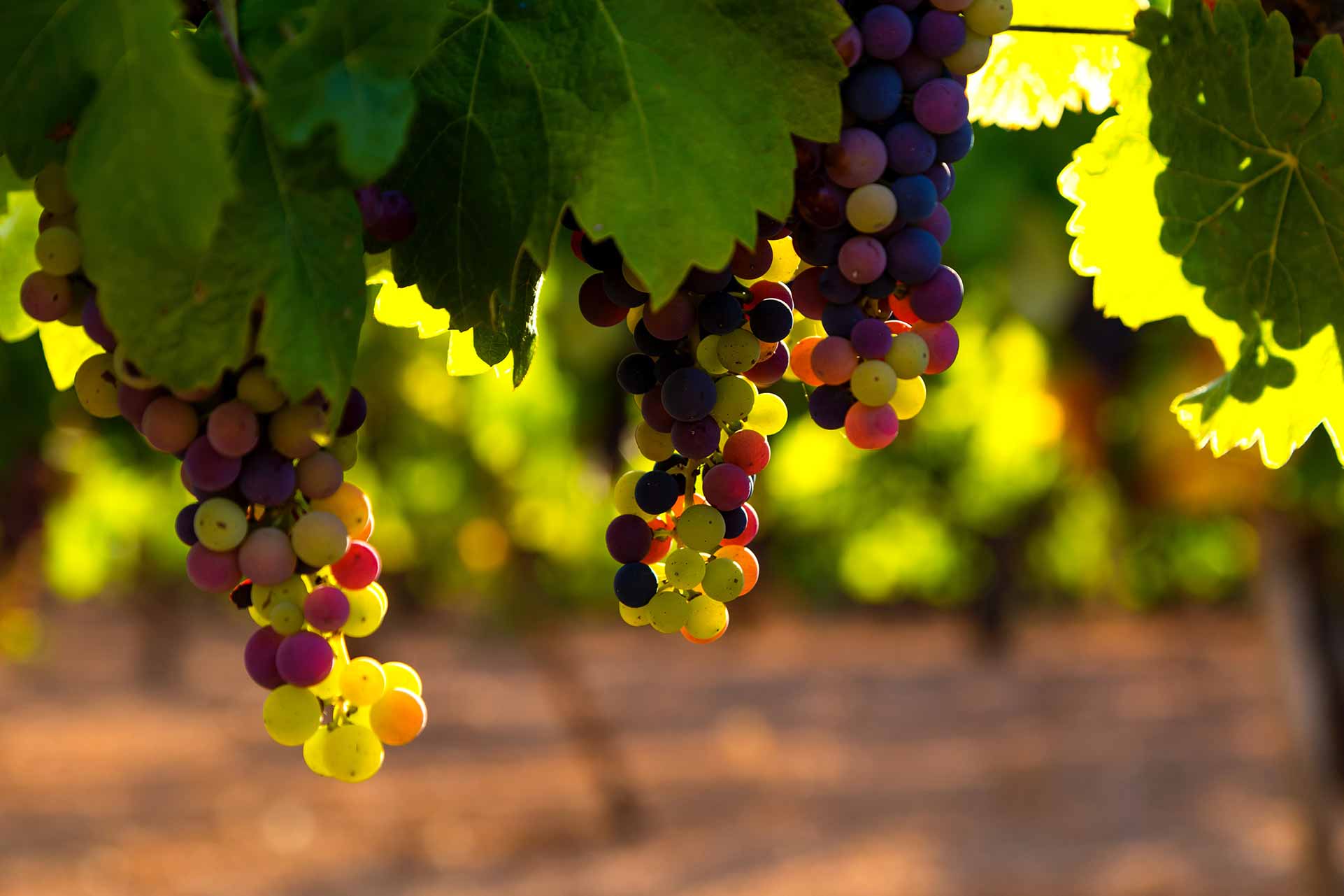 Viñas olvidadas y desdeñadas, hoy redescubiertas