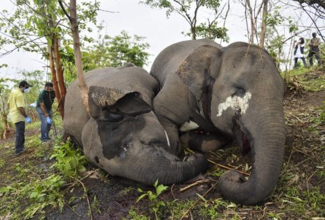 Un rayo mata a 18 elefantes en una reserva forestal