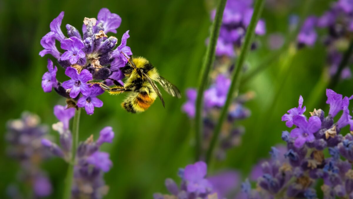 Día Mundial de las Abejas… y del resto de polinizadores