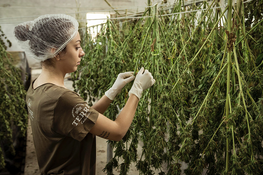 Marruecos, uno de los grandes exportadores de cannabis, legaliza su uso medicinal e industrial