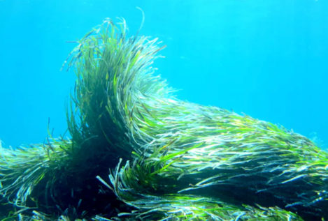Las praderas submarinas almacenan más CO2 que los bosques: necesitamos protegerlas