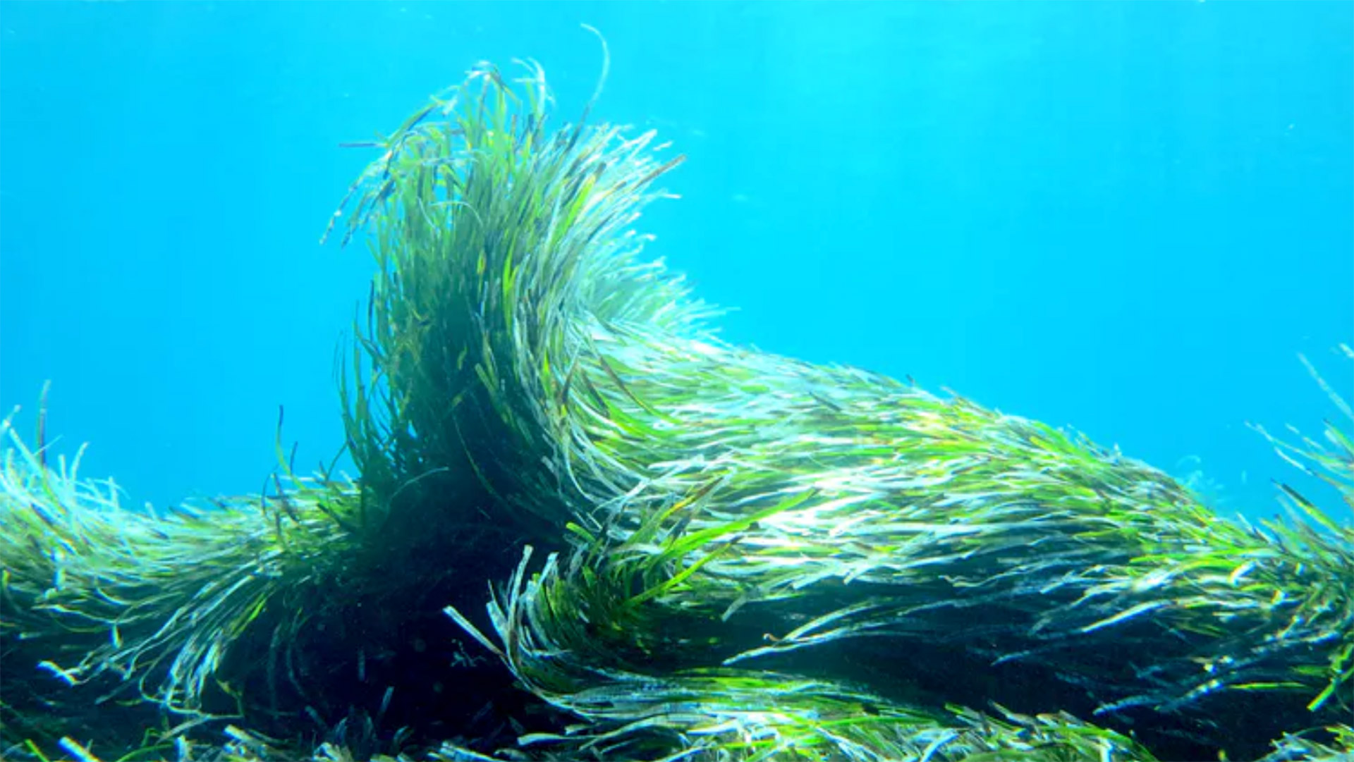 Las praderas submarinas almacenan más CO2 que los bosques: necesitamos protegerlas