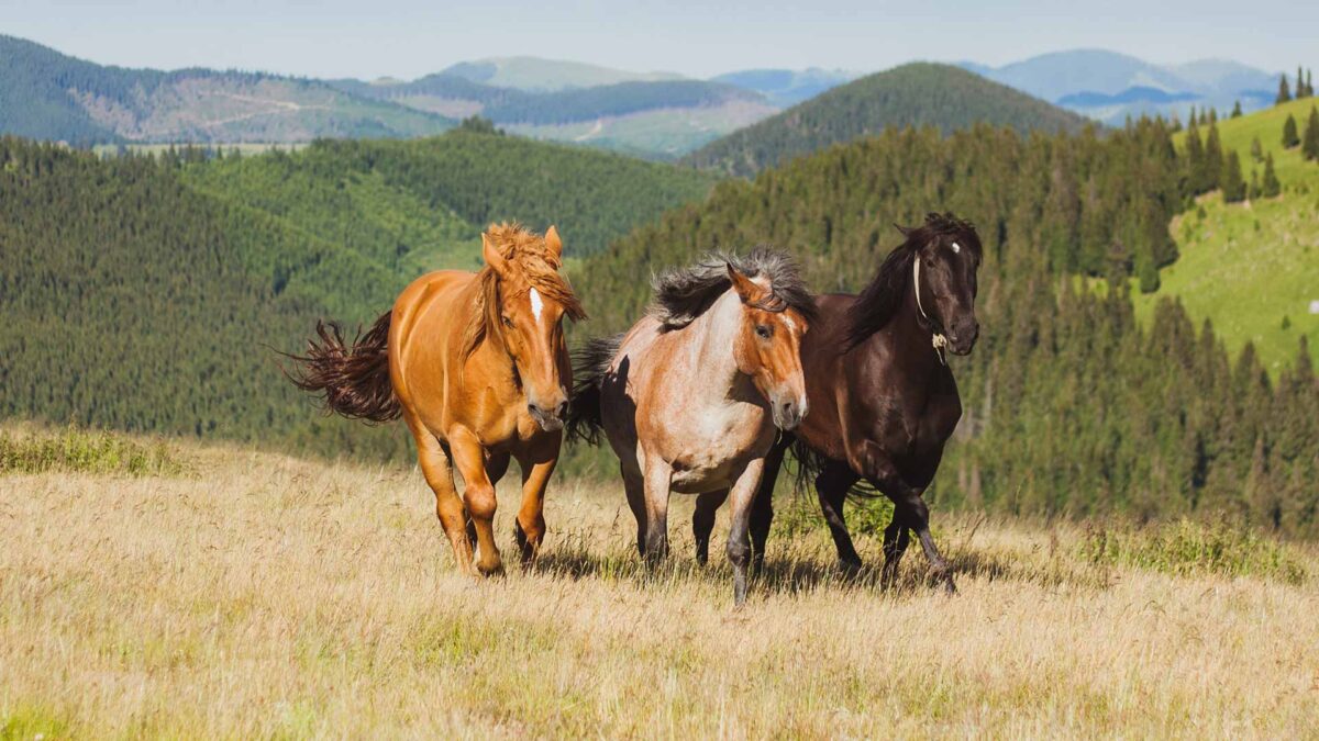 La familia y otros animales