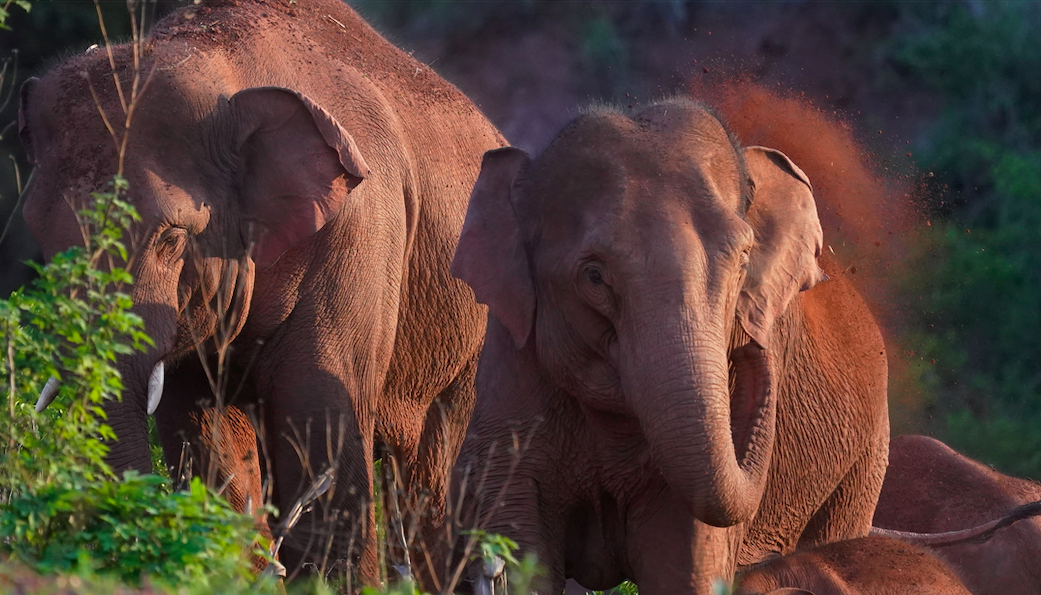 Un nuevo campo petrolífero en África amenaza la vida de 130.000 elefantes