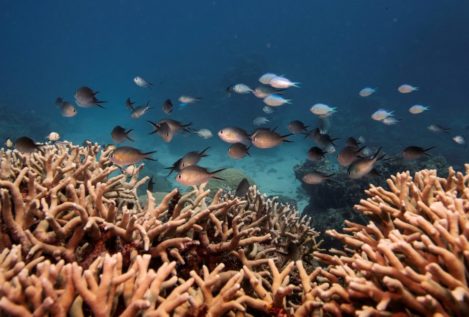 Australia contra la Unesco: el debate de que la Gran Barrera de Coral sea declarada patrimonio en peligro
