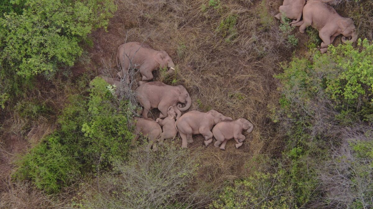 (VÍDEO) Una manada de elefantes ocasiona en China daños por valor de más de un millón de dólares