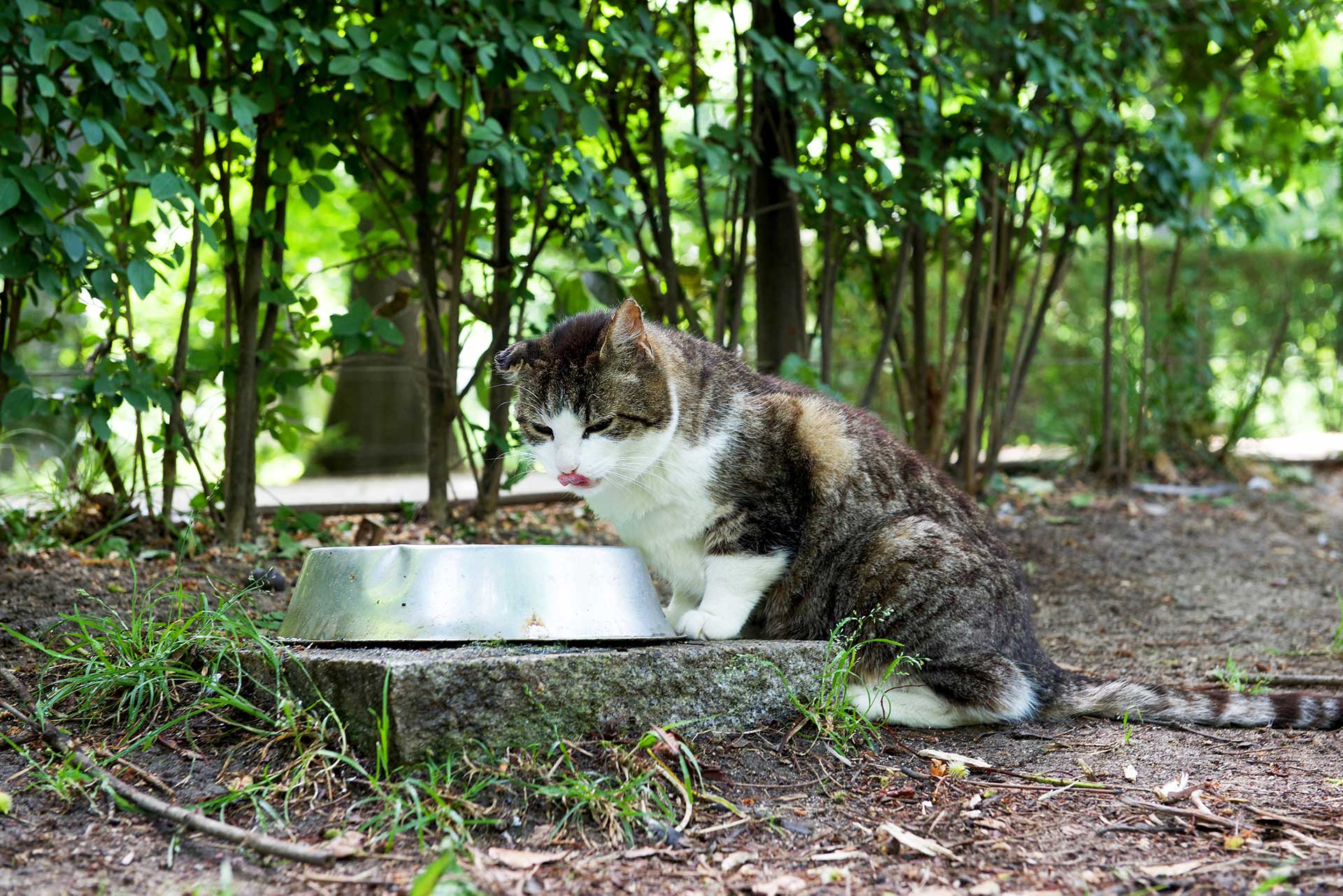 Los otros gatos de Madrid: de Cañada Real a El Retiro