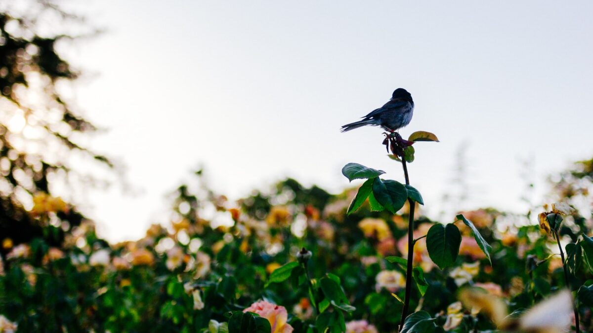 Aves comunes como la codorniz o la golondrina se encuentran en situación de riesgo