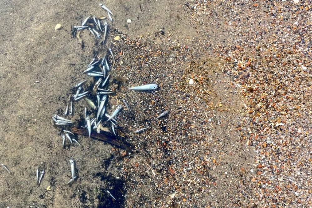 Miles de peces muertos aparecen de nuevo en las playas del Mar Menor