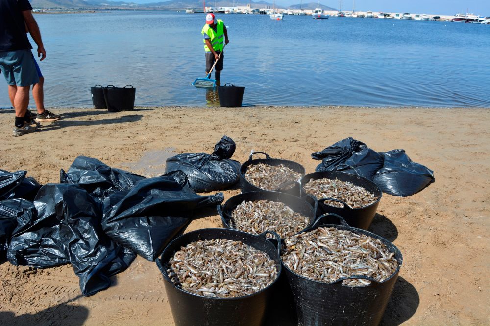 Peces más grandes y nuevas especies llegan muertos a las playas del Mar Menor por sexto día