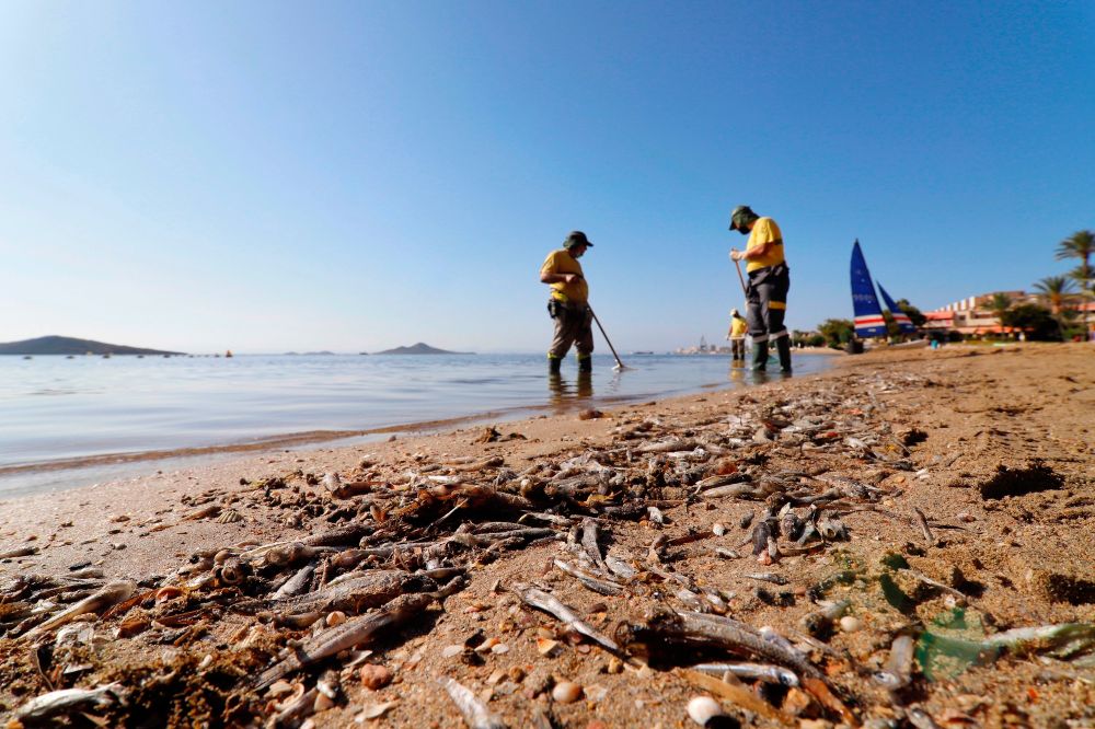 Más de 4,5 toneladas de peces y crustáceos muertos en el Mar Menor en ocho días