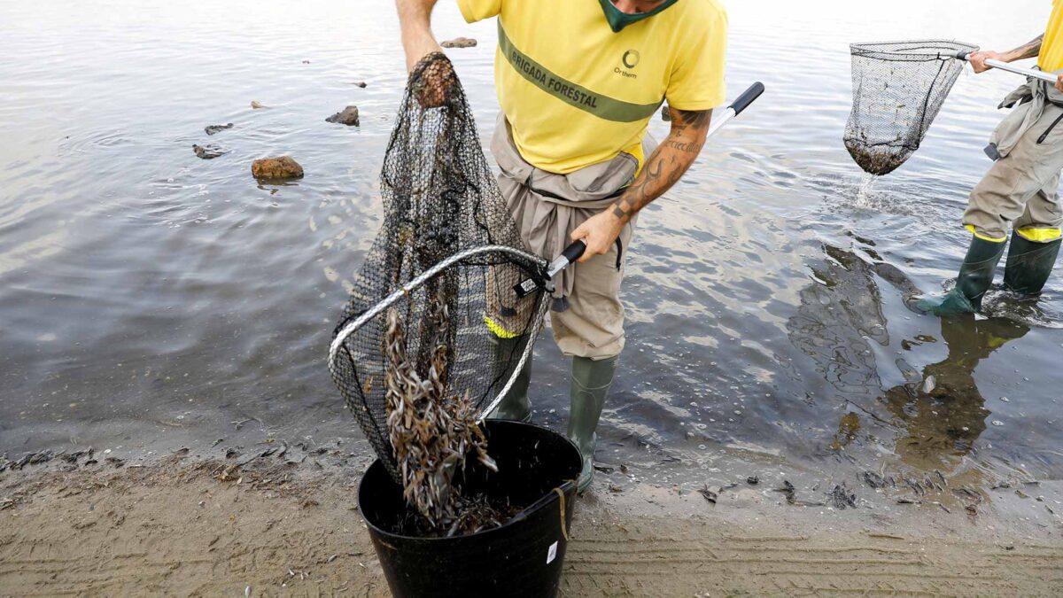 Mar Menor: historia de un colapso ambiental que pudo haberse evitado