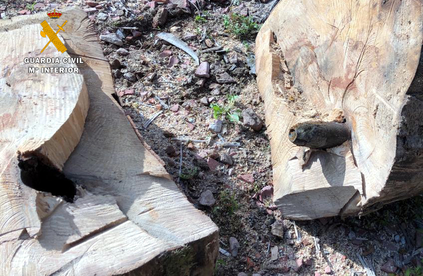 Encuentran un proyectil de mortero de la Guerra Civil dentro de un tronco en Cantabria