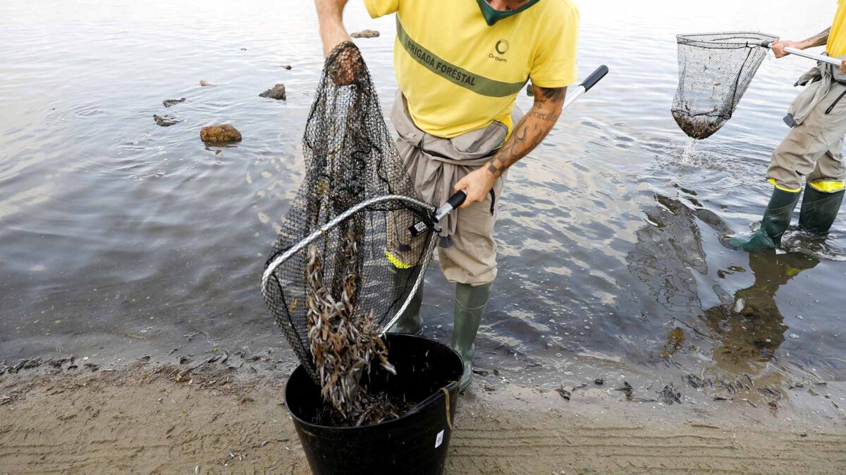 Mar Menor: historia de un colapso ambiental que pudo haberse evitado