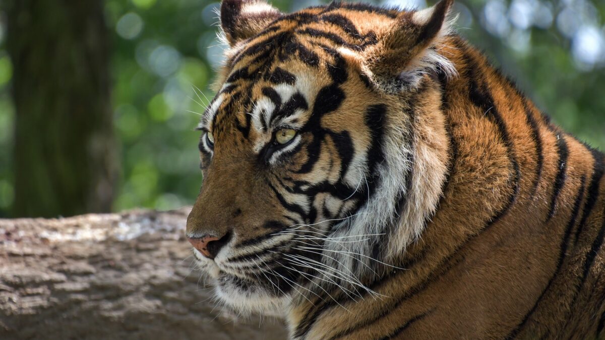 Indonesia investiga cómo se han podido contagiar de covid dos tigres de Sumatra