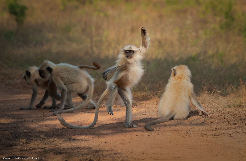 ‘Comedy Wildlife Photo Awards’: estas son las fotos de animales más graciosas de 2021