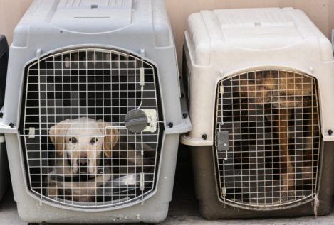 Los perros abandonados en el aeropuerto de Kabul ya tienen nuevo dueño