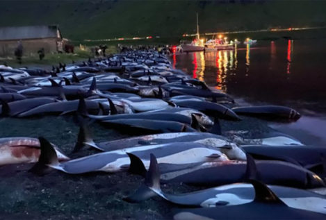 La brutal matanza de 1.500 delfines que tiñe de rojo las Islas Feroe